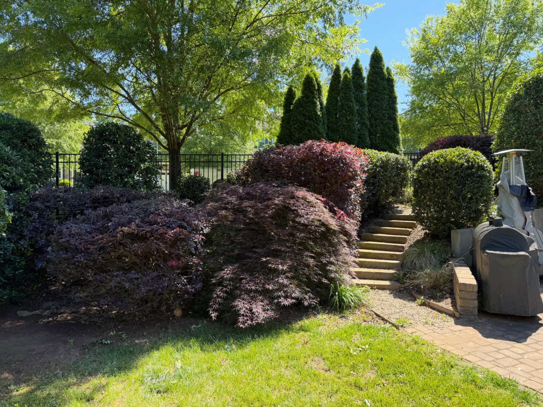 Sculpted shrubs and Japanese maples along a stone garden path